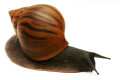 Achatina achatina Ghana F1
